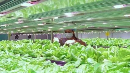 新鲜蔬菜也能工厂“造”?重庆首家智能化植物工厂开始批量产出!